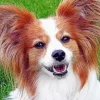 Close Up Papillon Dog Diamond Painting