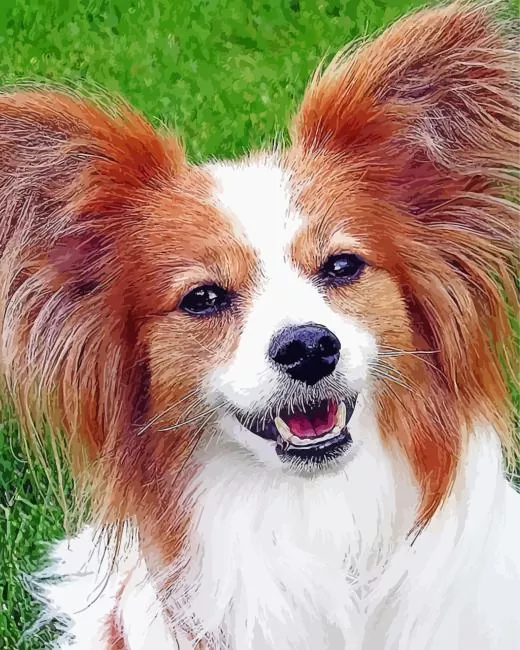 close up Papillon dog Diamond By Numbers Close Up Papillon Dog Diamond Painting