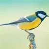 Close Up Parus Bird Diamond Painting