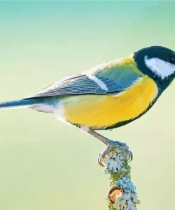 Close Up Parus Bird Diamond Painting