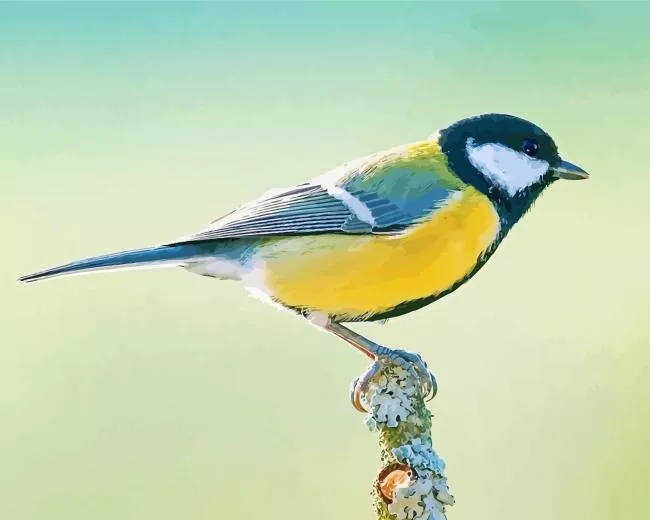 close up Parus Bird Diamond With Numbers Close Up Parus Bird Diamond Painting