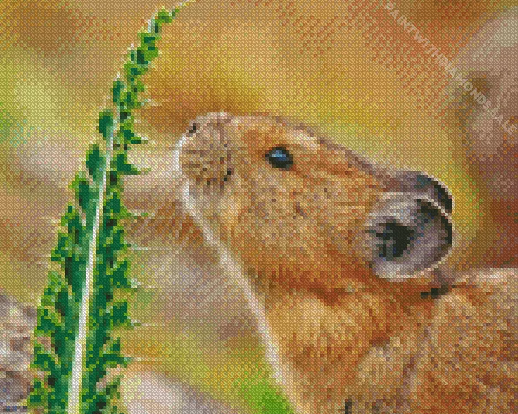 close up Pika Diamond By Numbers