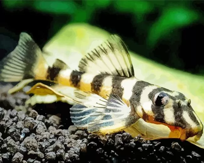 close up Pleco Fish Diamond Paints Close Up Pleco Fish Diamond Painting