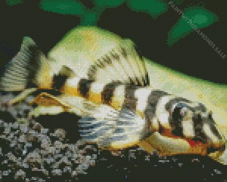 close up Pleco Fish Diamond With Numbers Close Up Pleco Fish Diamond Painting