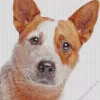 Close Up Red Heeler Diamond Painting