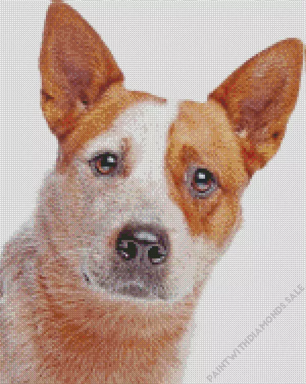 close up Red Heeler Diamond Dotz Close Up Red Heeler Diamond Painting