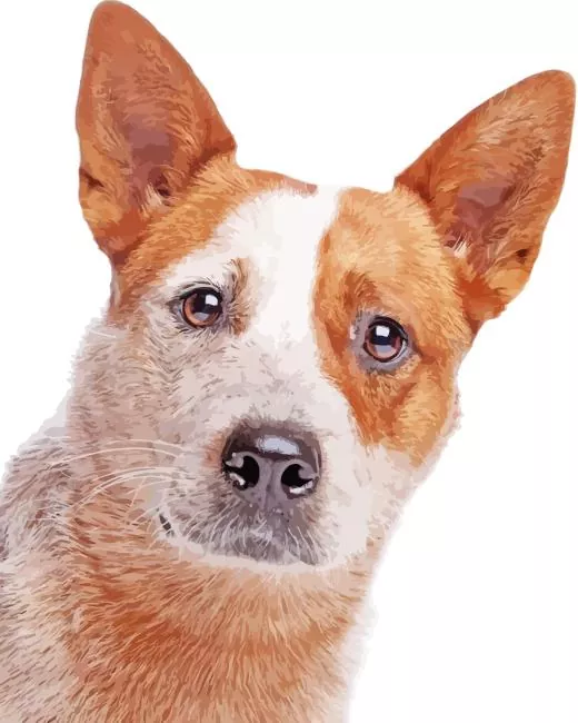 close up Red Heeler Diamond Paintings Close Up Red Heeler Diamond Painting