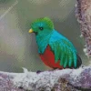 Close Up Resplendent Quetzal Diamond Painting