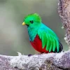 Close Up Resplendent Quetzal Diamond Painting