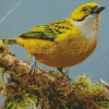 Close Up Silver Throated Tanager Diamond Painting