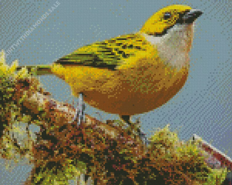 close up Silver Throated Tanager Diamond Dotz Close Up Silver Throated Tanager Diamond Painting
