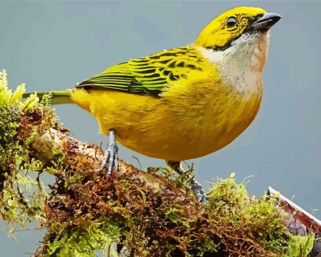 close up Silver Throated Tanager Diamond Paintings Close Up Silver Throated Tanager Diamond Painting