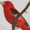 Close Up Summer Tanager Bird Diamond Painting
