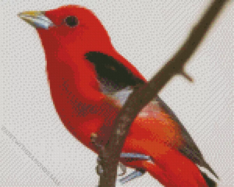 close up Summer Tanager Bird Diamond Dotz Close Up Summer Tanager Bird Diamond Painting