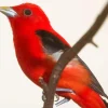 Close Up Summer Tanager Bird Diamond Painting