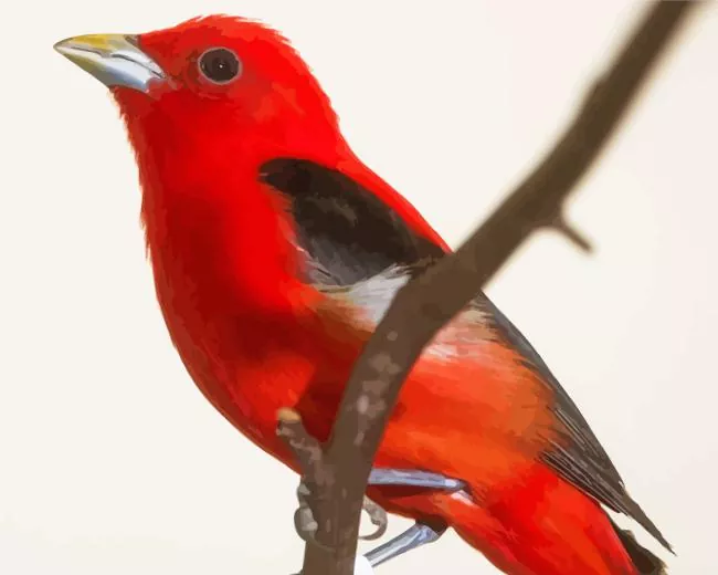 close up Summer Tanager Bird Diamond Paintings Close Up Summer Tanager Bird Diamond Painting