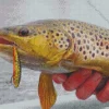 Close Up Trout Fish Diamond Painting