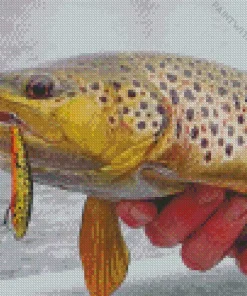 Close Up Trout Fish Diamond Painting