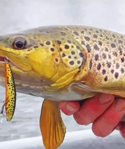 Close Up Trout Fish Diamond Painting