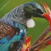 Close Up Tui Bird Diamond Painting