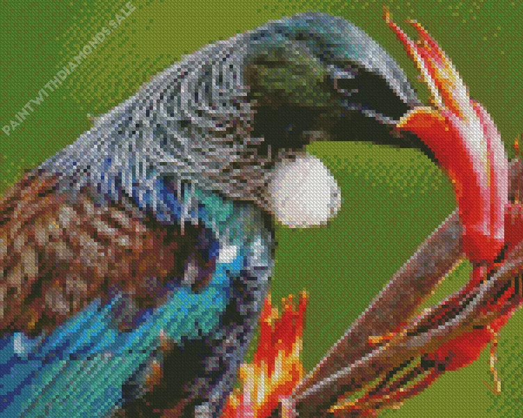 close up Tui bird Diamond By Numbers Close Up Tui Bird Diamond Painting