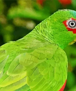 Close Up White Fronted Amazon Diamond Painting