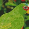 Close Up White Fronted Amazon Diamond Painting