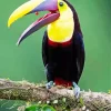 Close Up Yellow Eared Toucanet Diamond Painting