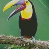 Close Up Yellow Eared Toucanet Diamond Painting
