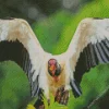 Close Up Of A King Vulture Diamond Painting