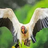 Close Up Of A King Vulture Diamond Painting
