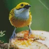 Close Up Of Silver Throated Tanager Diamond Painting