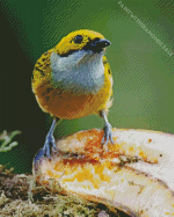 close up of silver throated tanager Diamond Dotz Close Up Of Silver Throated Tanager Diamond Painting