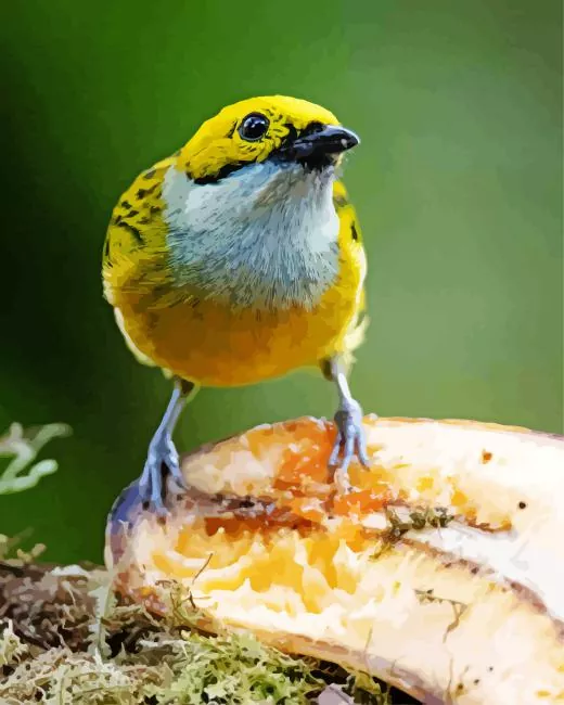 close up of silver throated tanager Diamond Paintings Close Up Of Silver Throated Tanager Diamond Painting