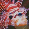 Close Up Red Lionfish Diamond Painting