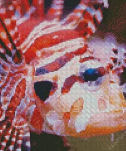 Close Up Red Lionfish Diamond Painting