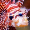 Close Up Red Lionfish Diamond Painting