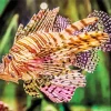 Colored Lionfish Diamond Painting