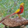 Colored Pheasant Diamond Painting
