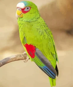 Colored White Fronted Amazon Diamond Painting