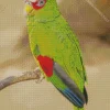 Colored White Fronted Amazon Diamond Painting