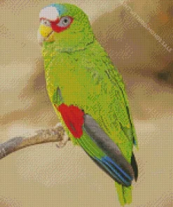 Colored White Fronted Amazon Diamond Painting