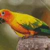 Colorful Conure Bird Diamond Painting