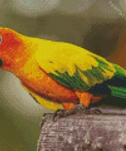 Colorful Conure Bird Diamond Painting