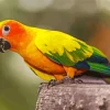 Colorful Conure Bird Diamond Painting