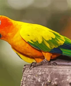 Colorful Conure Bird Diamond Painting