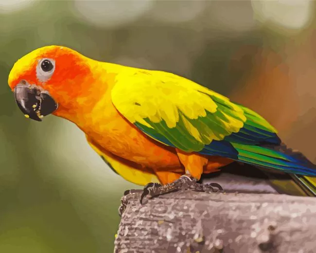 colorful Conure Bird Diamond Paints Colorful Conure Bird Diamond Painting