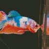 Colorful Plakat Betta Diamond Painting