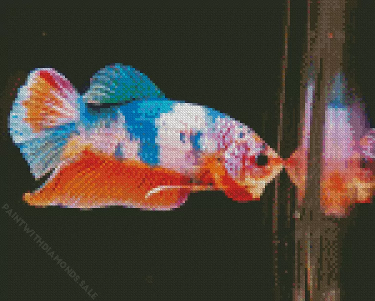 colorful plakat betta Diamond Paintings Colorful Plakat Betta Diamond Painting