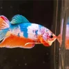 Colorful Plakat Betta Diamond Painting